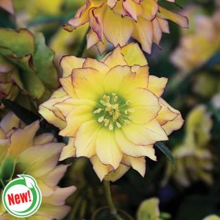 First Dance Helleborus Thumbnail